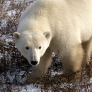 Polar Bear in Peril