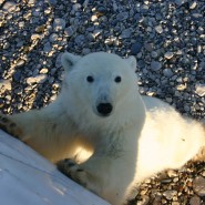Hunting Polar Bears in Churchill, Canada